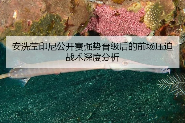 安洗莹印尼公开赛强势晋级后的前场压迫战术深度分析